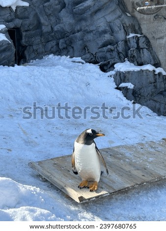 penguin in the zoo in Hokkaido