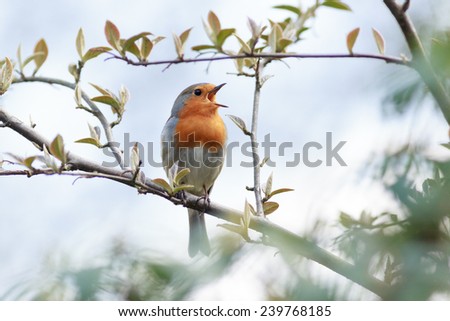 Wildeshausen (Low Saxon: Wilshusen), Lower Saxony, Germany. Robin (Erithacus rubecula).Wild bird in a natural habitat. Royalty-Free Stock Photo #239768185