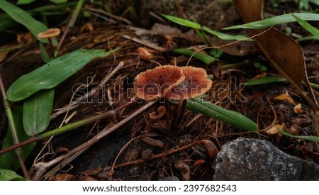 Wild mushrooms live among the bushes in tropical forests