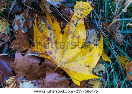 Natural screensaver and background with autumn theme and seasonal colors landscape.