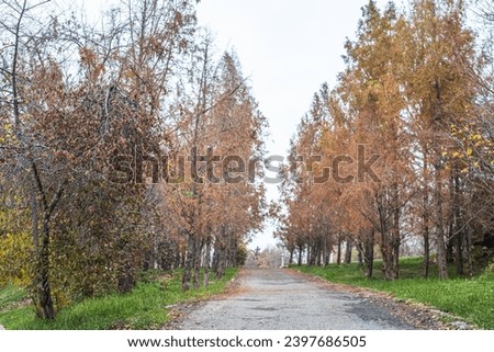 Natural screensaver and background with autumn theme and seasonal colors landscape.
