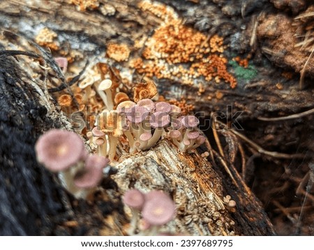 A group of ringless honey mushrooms or Armillaria Tabescens. Bornean ringless honey mushroom.  beautiful small fungus.  tropical rainforest fungus. mushrooms in natural life.