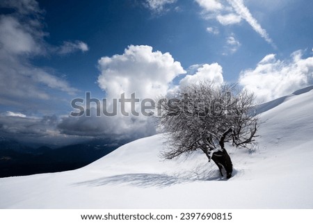 Winter landscape, lonely tree covered by snow. Winter background