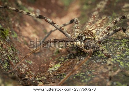 Nature view of Hunstman Spider on ground Sabah, Borneo