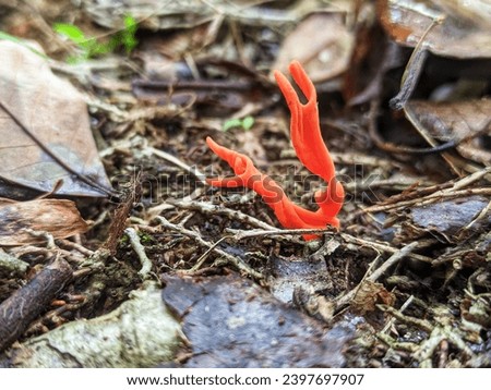 Clavulinopsis fungus is a genus of coral fungi in the family Clavariaceae. Clavulinopsis fungi growing on the ground in the Borneo tropical forest.