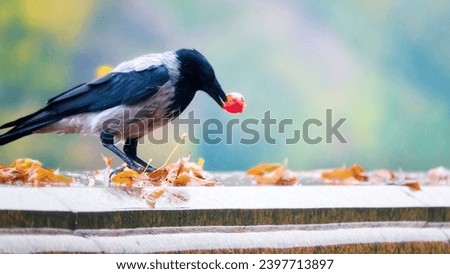 Gray crow (Corvus cornix) eats apples during the autumn fruiting period (especially the seeds). Seasonal changes in feeding behavior. Food opportunism Royalty-Free Stock Photo #2397713897
