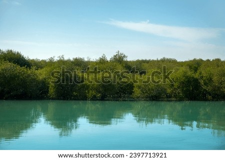 Mangrove forests in the Persian Gulf. Hara tree (Avicennia marina) main type of aquatic vegetation. United Arab Emirates Royalty-Free Stock Photo #2397713921
