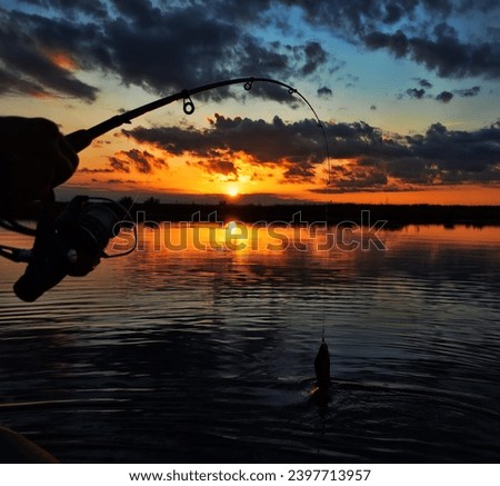 Fishing at sunset. Catching predatory fish on spinning. Sunset colors on the water surface, sunny path from the low sun. Perch caught on yellow spoonbait Royalty-Free Stock Photo #2397713957