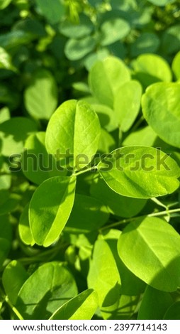Leaves are the source of life for plants Royalty-Free Stock Photo #2397714143