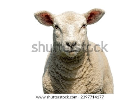 White sheep, lamb looking frank and cute, isolated on white, headshot in front view Royalty-Free Stock Photo #2397714177