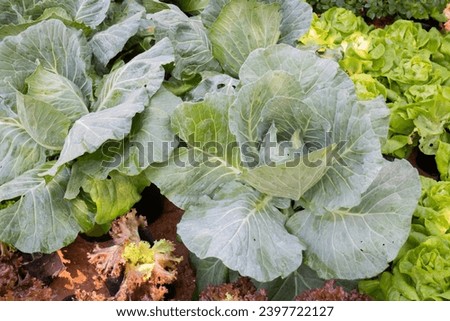 Display of local produce at outdoor farmers market, stock photo