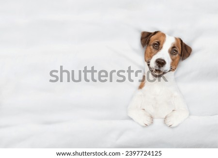Jack russell terrier puppy lying under white blanket on a bed at home before bedtime. Top down view. Empty space for text