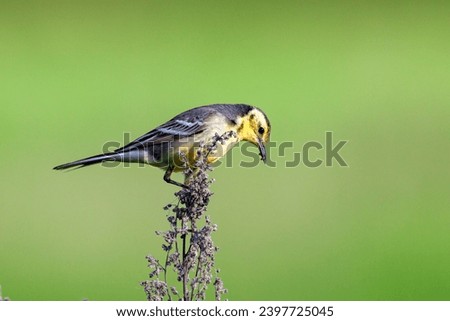 Bird Citrine wagtail sits on a branch.