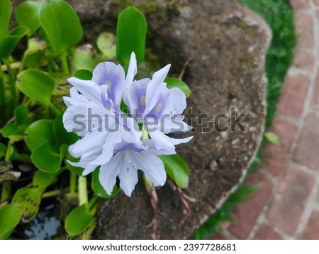 Purple water hyacinth flower (Pontederia crassipes or Eichornia crassipes) with blurred background.  Negative space. Enceng gondok. 