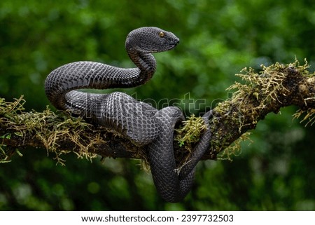 Black Mangrove Pit Viper - Trimeresurus purpureomaculatus native to India and Bangladesh.