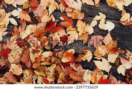 A photo showing the leaves falling on the area, red and four orange, looks beautiful.
