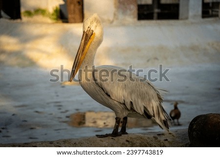 Majestic Large Ducks in Natural Environments Royalty-Free Stock Photo #2397743819