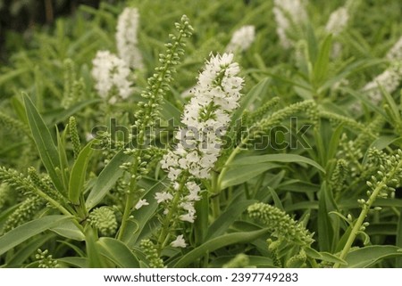 Hebe 'Snowdrift' (Syn. Veronica) flowering in summer