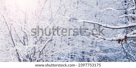 Snow-covered trees in a winter forest in sunny weather