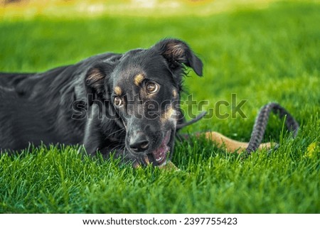 mongrel puppy gnaws a leather leash on a walk in the park on sunny day Royalty-Free Stock Photo #2397755423