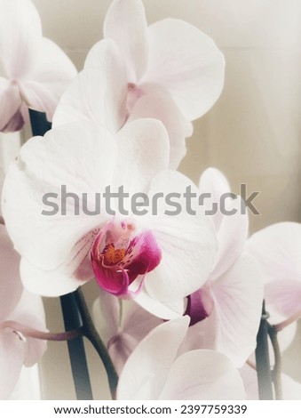 Close up picture of orchid flowers