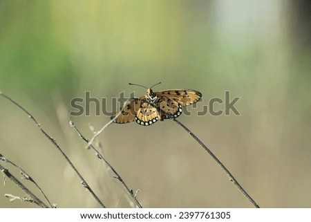 butterfly, beautiful, beautiful butterfly perched on a dry twig