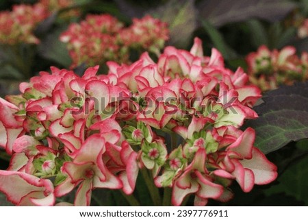 Hydrangea macrophylla 'Mirai' PBR (H) flowering in summer Royalty-Free Stock Photo #2397776911