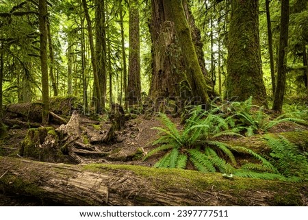 MacMillan Provincial Park is a provincial park on Vancouver Island in British Columbia, Canada. The park is home to a famous, 157 hectare stand of ancient Douglas-fir, known as Cathedral Grove. Royalty-Free Stock Photo #2397777511