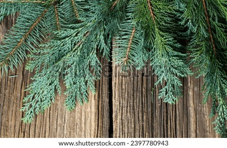 green fir branches for Christmas background