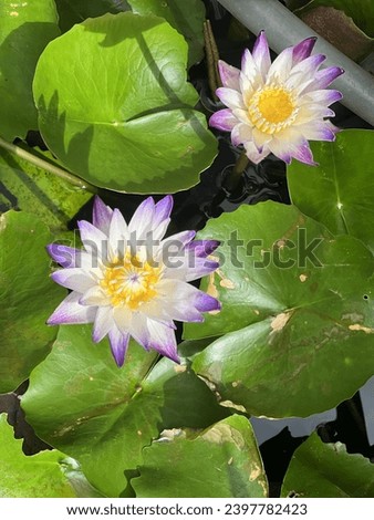 lotus flowers in the pond.