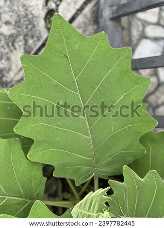a leaf of a tree.