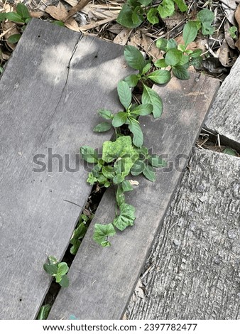 a plant growing out of a piece of wood.