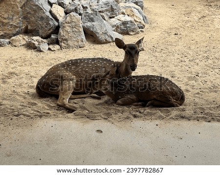 a deer and her fawn in the sand.