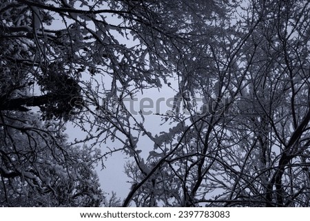 winter forest during snowfall, the trees from below