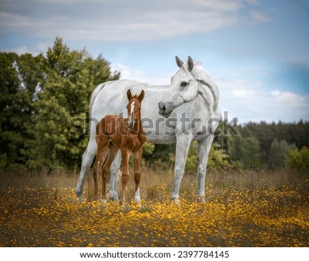mare with foal in the meadow Royalty-Free Stock Photo #2397784145