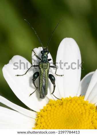 A macro shot of a male thick-legged flower beetle (Oedemera nobilis) pictured on an ox-eye daisy flower in June 
