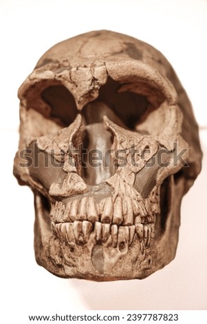 Neandertal Denisovan skull archaic human Royalty-Free Stock Photo #2397787823