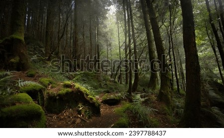 scenery in the deep forest Royalty-Free Stock Photo #2397788437