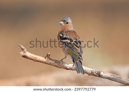 Common Chaffinch (Fringilla coelebs) on a branch. Royalty-Free Stock Photo #2397792779