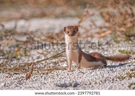 Lovely Least Weasel (Mustela nivalis) looking around in the garden. Royalty-Free Stock Photo #2397792781