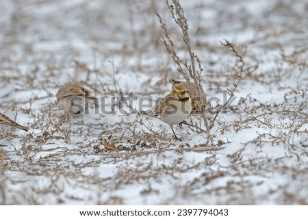 Horned Lark (Eremophila alpestris) on snow, feeding on plant seeds.