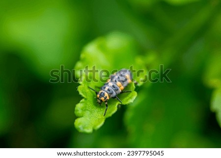 Close-up of a ladybird larvae on a leaf. Shallow depth of field.