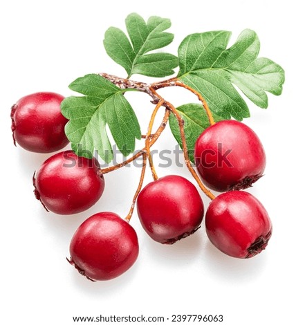 Branch of  common hawthorn with berries isolated on white background. Royalty-Free Stock Photo #2397796063