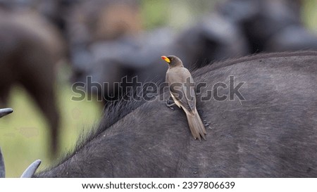 yellow billed oxpecker on an african buffalo