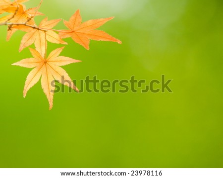Japanese maple leaf in early autumn. Orange leaves against a yellow green background.