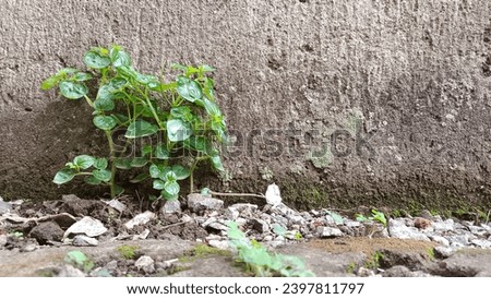 Wild plants grow in the gaps in the bricks cement walls 