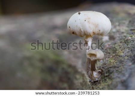White mushroom (fungus) on brown tree.