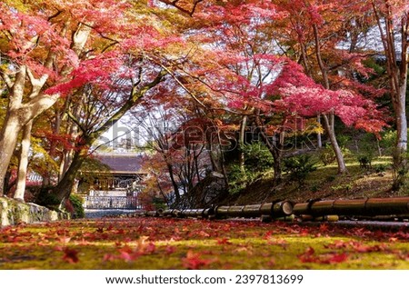 Beautiful color maple trees in the morning of the temple Bishamon-do and walk path covered with red leaves foreground. Autumn in Japan Kyoto.