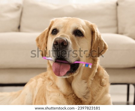 Cute dog with toothbrush in mouth at home. Animal oral hygiene Royalty-Free Stock Photo #2397823181