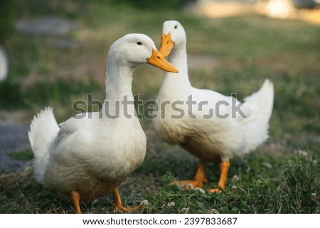 Two white geese stand on green grass. Poultry, breeding geese. Rural background.
